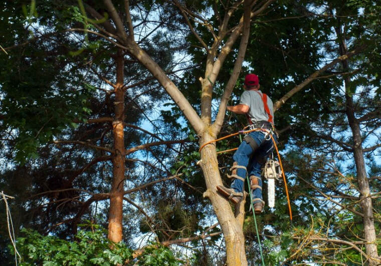 An image of Tree Trimming in West Sacramento, CA